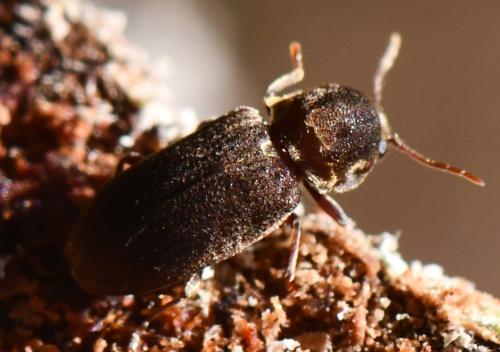 Hadrobregmus sp.